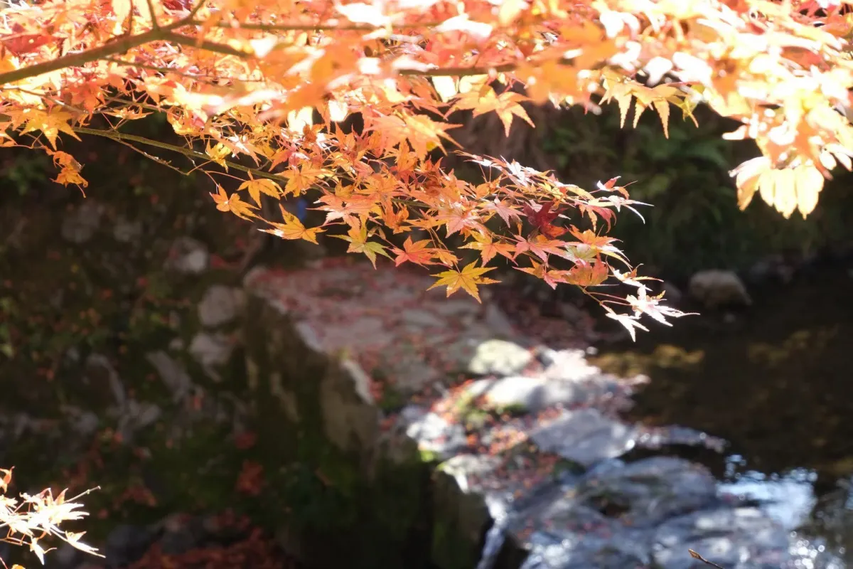 しゃも屋 凛の外観や周辺の風景